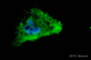 Immunocytochemistry/ Immunofluorescence - Biotin Anti-VSV-G tag antibody (AB34774)