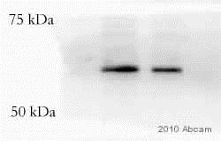 Western blot - Biotin Anti-VSV-G tag antibody (AB34774)