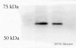 Western blot - Biotin Anti-VSV-G tag antibody (AB34774)