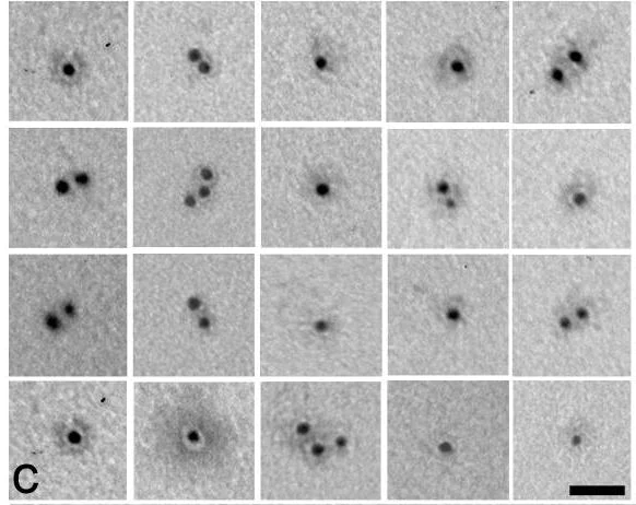 Electron Microscopy - Biotinylation Kit / Biotin Conjugation Kit (Fast, Type A) - Lightning-Link® (AB201795)