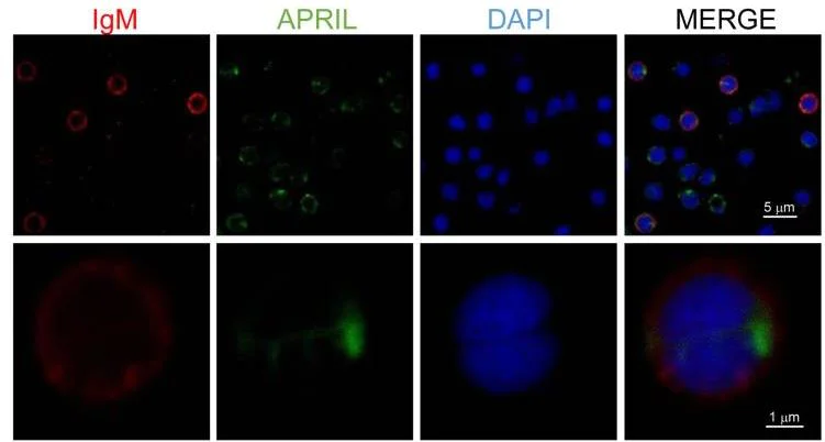 Fluorescence Microscopy - Biotinylation Kit / Biotin Conjugation Kit (Fast, Type A) - Lightning-Link® (AB201795)