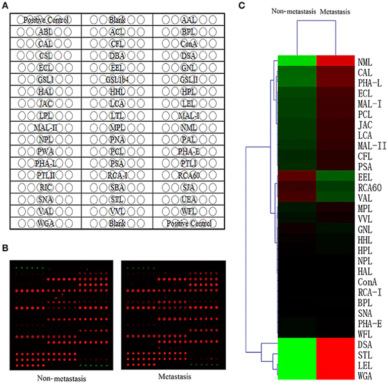 Peptide Array - Biotinylation Kit / Biotin Conjugation Kit (Fast, Type A) - Lightning-Link® (AB201795)