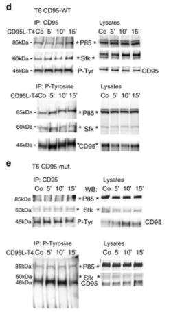 Western blot - Biotinylation Kit / Biotin Conjugation Kit (Fast, Type A) - Lightning-Link® (AB201795)