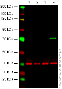 Western blot - Anti-BirA antibody [6C4c7] (AB232732)