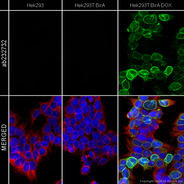 Immunocytochemistry/ Immunofluorescence - Anti-BirA antibody [6C4c7] - BSA and Azide free (AB269579)