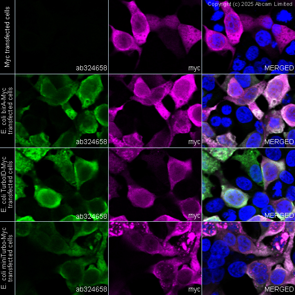 Abdo様　確認用 Anti-BirA/TurboID/miniTurbo antibody [5B11c3-3] (ab324658) | Abcam