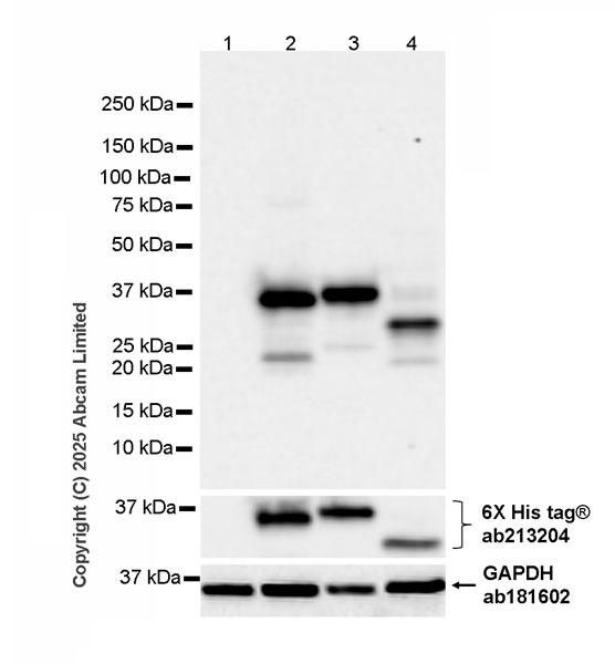 Anti-BirA/TurboID/miniTurbo antibody [5B11c3-3] (ab324658) | Abcam
