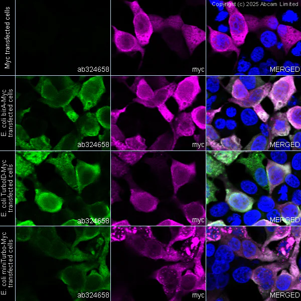 Immunocytochemistry/ Immunofluorescence - Anti-BirA/TurboID/miniTurbo antibody [5B11c3-3] - BSA and Azide free (AB324659)