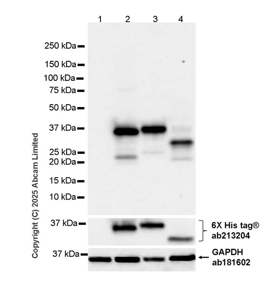 Western blot - Anti-BirA/TurboID/miniTurbo antibody [5B11c3-3] - BSA and Azide free (AB324659)