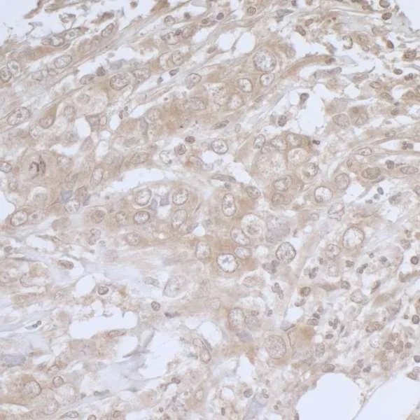 Immunohistochemistry (Formalin/PFA-fixed paraffin-embedded sections) - Anti-BIRC6/APOLLON antibody (AB19609)