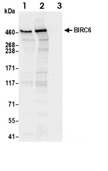 Immunoprecipitation - Anti-BIRC6/APOLLON antibody (AB19609)