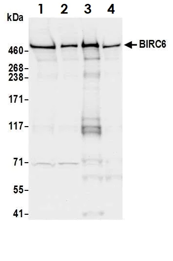Western blot - Anti-BIRC6/APOLLON antibody (AB19609)