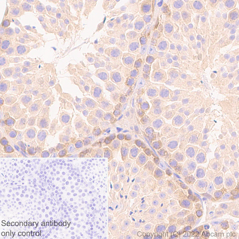 Immunohistochemistry (Formalin/PFA-fixed paraffin-embedded sections) - Anti-BIRC6/APOLLON antibody [EPR24925-145] (BSA and Azide free) (AB291103)