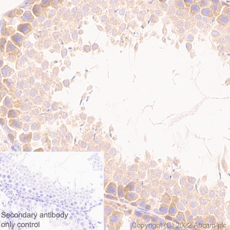 Immunohistochemistry (Formalin/PFA-fixed paraffin-embedded sections) - Anti-BIRC6/APOLLON antibody [EPR24925-145] (BSA and Azide free) (AB291103)