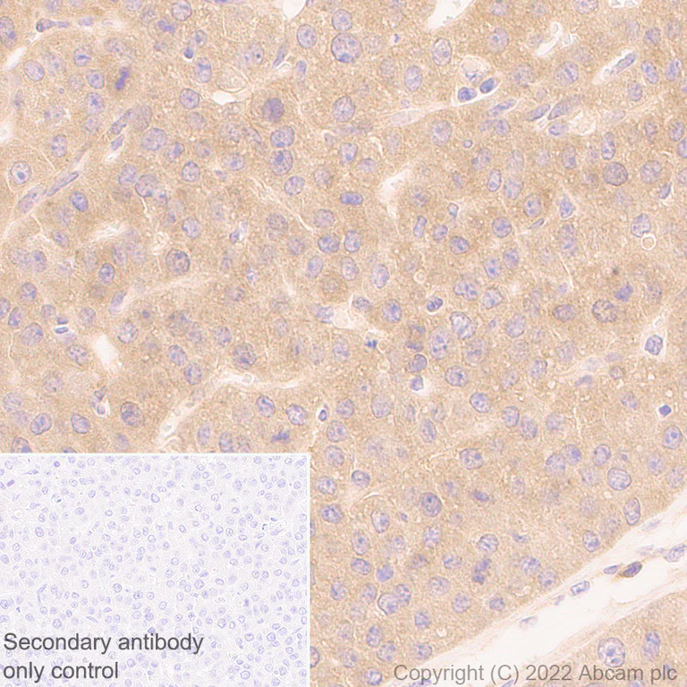 Immunohistochemistry (Formalin/PFA-fixed paraffin-embedded sections) - Anti-BIRC6/APOLLON antibody [EPR24925-145] (BSA and Azide free) (AB291103)