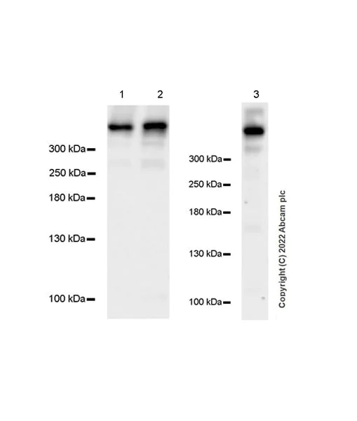Western blot - Anti-BIRC6/APOLLON antibody [EPR24925-145] (BSA and Azide free) (AB291103)