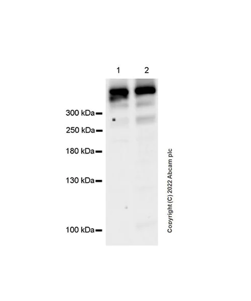 Western blot - Anti-BIRC6/APOLLON antibody [EPR24925-145] (BSA and Azide free) (AB291103)