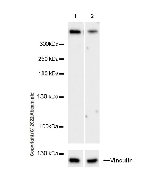Western blot - Anti-BIRC6/APOLLON antibody [EPR24925-145] (BSA and Azide free) (AB291103)