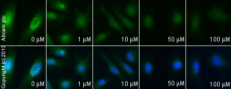 Functional Studies - Bisdemethoxycurcumin, Apoptotic curcuminoid (AB120976), expandable thumbnail