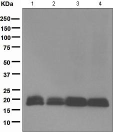 Western blot - Anti-BIT1 antibody [EPR5165] (AB109291)