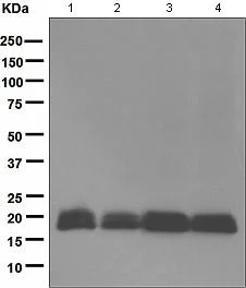 Western blot - Anti-BIT1 antibody [EPR5165] - BSA and Azide free (AB247820)