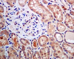 Immunohistochemistry (Formalin/PFA-fixed paraffin-embedded sections) - Anti-BIVM antibody [EPR9109] (AB137113)