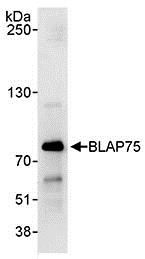 Immunoprecipitation - Anti-BLAP75 antibody (AB70525), expandable thumbnail