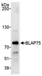 Immunoprecipitation - Anti-BLAP75 antibody (AB70525)