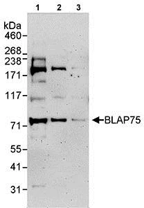 Western blot - Anti-BLAP75 antibody (AB70525)