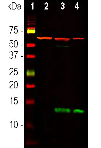Western blot - Anti-BLBP antibody [2A84] (AB277622)