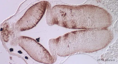 Immunohistochemistry (Formalin/PFA-fixed paraffin-embedded sections) - Anti-BLBP antibody (AB110099)