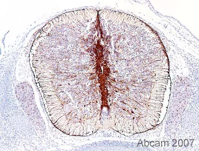 Immunohistochemistry (Formalin/PFA-fixed paraffin-embedded sections) - Anti-BLBP antibody (AB32423)