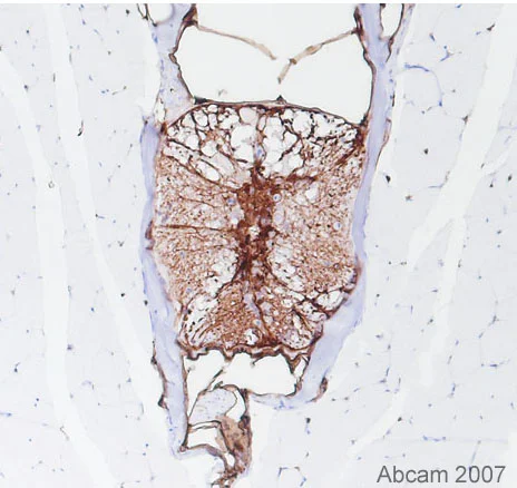 Immunohistochemistry (Formalin/PFA-fixed paraffin-embedded sections) - Anti-BLBP antibody (AB32423)