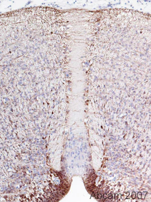 Immunohistochemistry (Formalin/PFA-fixed paraffin-embedded sections) - Anti-BLBP antibody (AB32423)