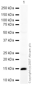 Western blot - Anti-BLBP antibody (AB32423), expandable thumbnail