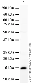 Western blot - Anti-BLBP antibody (AB32423)