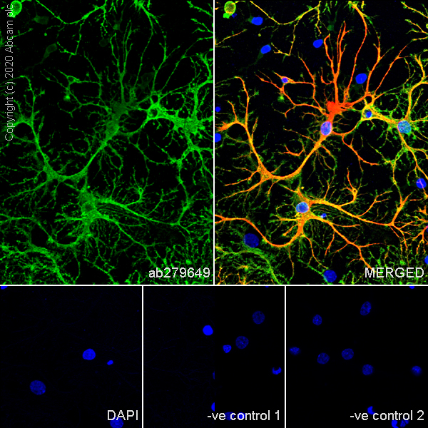 Immunocytochemistry/ Immunofluorescence - Anti-BLBP antibody [EPR24033-13] (ab279649), expandable thumbnail