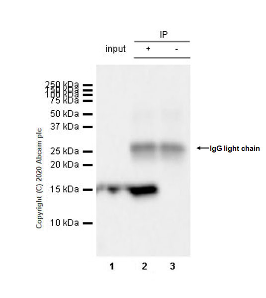 Immunoprecipitation - Anti-BLBP antibody [EPR24033-13] (AB279649), expandable thumbnail