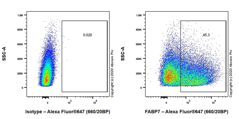 Flow Cytometry (Intracellular) - Anti-BLBP antibody [EPR24033-13] - BSA and Azide free (AB279652)