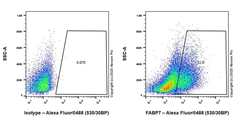 Flow Cytometry (Intracellular) - Anti-BLBP antibody [EPR24033-13] - BSA and Azide free (AB279652)