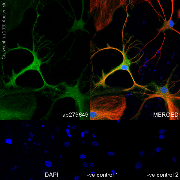 Immunocytochemistry/ Immunofluorescence - Anti-BLBP antibody [EPR24033-13] - BSA and Azide free (AB279652), expandable thumbnail