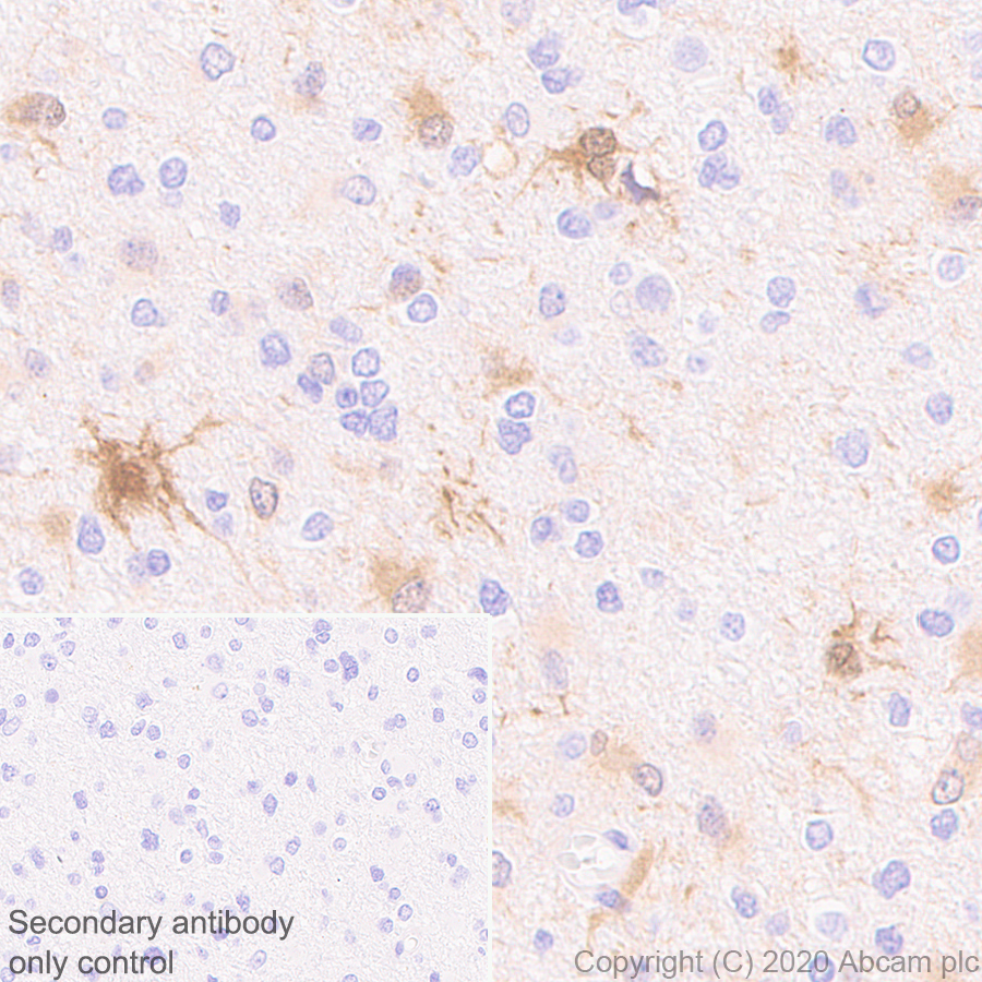 Immunohistochemistry (Formalin/PFA-fixed paraffin-embedded sections) - Anti-BLBP antibody [EPR24033-13] - BSA and Azide free (ab279652), expandable thumbnail
