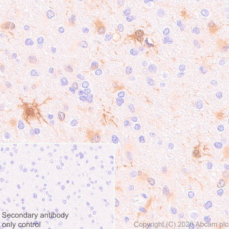 Immunohistochemistry (Formalin/PFA-fixed paraffin-embedded sections) - Anti-BLBP antibody [EPR24033-13] - BSA and Azide free (AB279652)