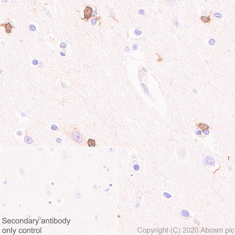 Immunohistochemistry (Formalin/PFA-fixed paraffin-embedded sections) - Anti-BLBP antibody [EPR24033-13] - BSA and Azide free (AB279652)