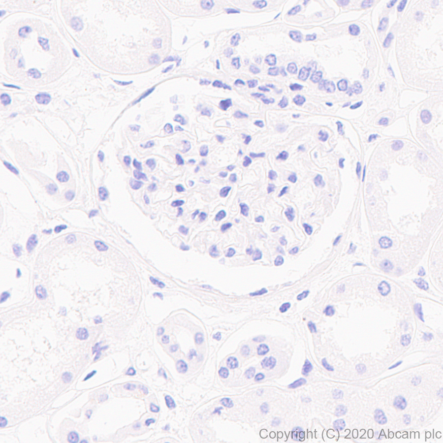 Immunohistochemistry (Formalin/PFA-fixed paraffin-embedded sections) - Anti-BLBP antibody [EPR24033-13] - BSA and Azide free (ab279652), expandable thumbnail