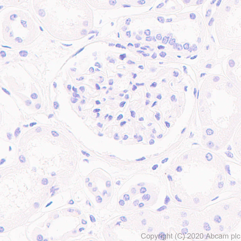 Immunohistochemistry (Formalin/PFA-fixed paraffin-embedded sections) - Anti-BLBP antibody [EPR24033-13] - BSA and Azide free (AB279652)