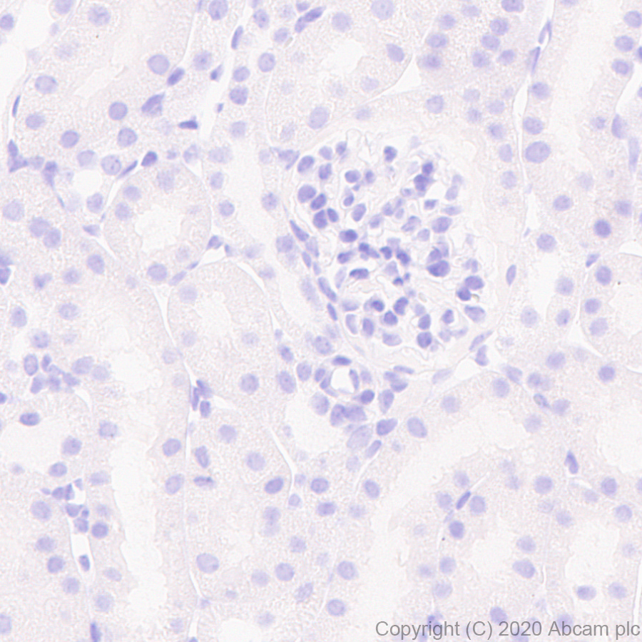 Immunohistochemistry (Formalin/PFA-fixed paraffin-embedded sections) - Anti-BLBP antibody [EPR24033-13] - BSA and Azide free (ab279652), expandable thumbnail