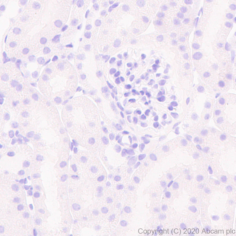 Immunohistochemistry (Formalin/PFA-fixed paraffin-embedded sections) - Anti-BLBP antibody [EPR24033-13] - BSA and Azide free (AB279652)