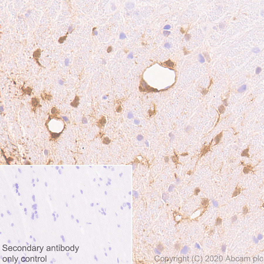 Immunohistochemistry (Formalin/PFA-fixed paraffin-embedded sections) - Anti-BLBP antibody [EPR24033-13] - BSA and Azide free (ab279652), expandable thumbnail