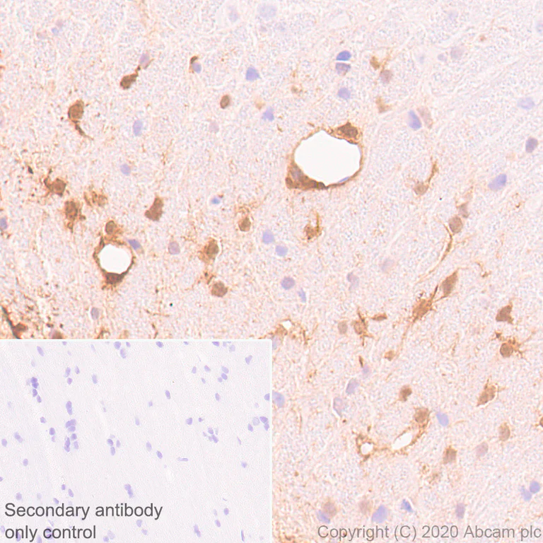 Immunohistochemistry (Formalin/PFA-fixed paraffin-embedded sections) - Anti-BLBP antibody [EPR24033-13] - BSA and Azide free (AB279652)